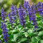 Salvia 'big blue bicolour' - šalvia - Salvia 'Big Blue Bicolour' - šalvia 1