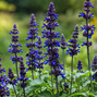 Salvia 'big blue bicolour' - šalvia - Salvia 'Big Blue Bicolour' - šalvia 2