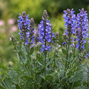 Salvia 'big sky blue bicolour' - šalvia - Salvia 'Big Sky Blue Bicolour' - šalvia
