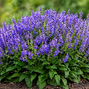 Salvia 'big sky blue bicolour' - šalvia - Salvia 'Big Sky Blue Bicolour' - šalvia 2