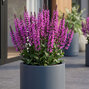 Salvia 'fashionista moulin rouge' - šalvia - Salvia 'Fashionista Moulin Rouge'