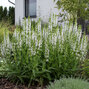 Salvia 'fashionista snow kiss' - šalvia - Salvia 'Fashionista Snow Kiss'
