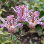 Tricyrtis 'empress' - ľaliovka k1l - Tricyrtis 'Empress' 