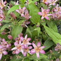 Tricyrtis 'sinonome' - ľaliovka k1l - Tricyrtis 'Sinonome'