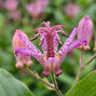 Tricyrtis 'taiwan adbane' - ľaliovka k1l - Tricyrtis 'Taiwan Adbane' 