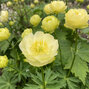 Trollius 'fullmoon' - žltohlav - Trollius 'FullMoon'