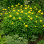 Trollius 'lemon queen' - žltohlav - Trollius 'Lemon Queen' 