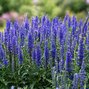 Veronica 'anniversary blue' - veronika - Veronica 'Anniversary Blue' - veronika 1