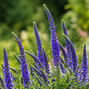 Veronica 'anniversary blue' - veronika - Veronica 'Anniversary Blue' - veronika 2