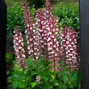 Acanthus 'white lips' - akant - Acanthus 'White Lips' - akant 1