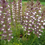 Acanthus 'white lips' - akant - Acanthus 'White Lips' - akant 2