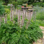 Acanthus 'white lips' - akant - Acanthus 'White Lips' - akant 3