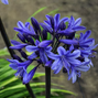 Agapanthus 'black arrow' - kalokvet - Agapanthus 'Black Arrow' - kalokvet 1