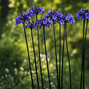 Agapanthus 'black arrow' - kalokvet - Agapanthus 'Black Arrow' - kalokvet 2
