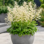 Aruncus 'goatee' - udatník - Aruncus 'Goatee'