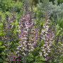 Baptisia 'pink truffles' - baptízia - Baptisia 'Pink Truffles' 