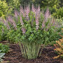 Baptisia 'pink truffles' - baptízia - Baptisia 'Pink Truffles'  1