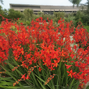 Crocosmia 'babylon' - montbrécia - Crocosmia 'Babylon' - montbrécia 2