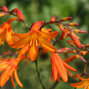 Crocosmia 'star of the east' - montbrécia - Crocosmia 'Star of the East' 