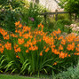Crocosmia 'star of the east' - montbrécia - Crocosmia 'Star of the East' 1