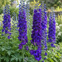 Delphinium 'dark blue' - stračonôžka - Delphinium 'Dark Blue' 