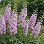 Delphinium 'guinevere' - stračonôžka - Delphinium 'Guinevere'