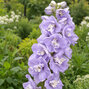 Delphinium 'guinevere' - stračonôžka - Delphinium 'Guinevere' 1
