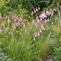 Dierama pulcherrimum - dierama - Dierama pulcherrimum 