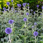 Echinops 'taplow blue' - ježibaba - Echinops 'Taplow Blue'