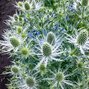 Eryngium 'white lagoon' - kotúč - Eryngium 'White Lagoon' 