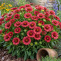 Gaillardia 'mariachi red' - kokarda - Gaillardia 'Mariachi Red'