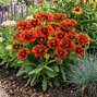 Gaillardia 'mariachi red sky' - kokarda - Gaillardia 'Mariachi Red Sky' 