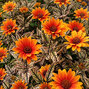 Heliopsis 'orange marble' - Heliopsis 'Orange Marble'