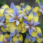 Iris s. 'tipped in blue' - kosatec - iris_