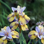 Iris s. 'tipped in blue' - kosatec - iris 2