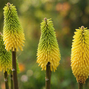 Kniphofia 'bees lemon' - fakľovka - Kniphofia 'Bees Lemon' - fakľovka 1