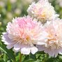 Paeonia 'allertie' - pivonka vk - Paeonia 'Allertie'