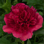 Paeonia 'command performance' - pivonka 2l - Paeonia 'Command Performance' 1