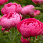 Paeonia 'cytherea' - pivonka k2l - Paeonia 'Cytherea'