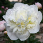 Paeonia 'duchesse de nemours' - pivonka k2l - Paeonia 'Duchesse de Nemours'