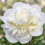 Paeonia 'duchesse de nemours' - pivonka vk - Paeonia 'Duchesse de Nemours' 