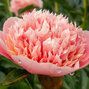Paeonia 'etched salmon' - pivonka k2l - Paeonia 'Etched Salmon'