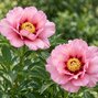 Paeonia 'pastel splendor' - pivonka vk - Paeonia Itoh 'Pastel Splendor'
