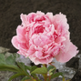 Paeonia 'pietertje vriend'- pivonka k2l - Paeonia 'Pietertje Vriend'- pivonka 2L 1