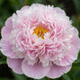 Paeonia 'pink charmer'- pivonka k2l - Paeonia 'Pink Charmer'