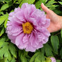 Paeonia s. 'ling hua zhan lu' - drevitá pivonka k1l - Paeonia s. 'Ling Hua Zhan Lu'
