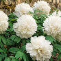 Paeonia s. 'snow tower' - drevitá pivonka k3l - Paeonia s. 'Snow Tower'