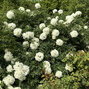 Paeonia s. 'white' - drevitá pivonka k2l - Paeonia s. 'White'
