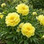 Paeonia 'yellow crown' - pivonka vk - Paeonia x itoh 'Yellow Crown'