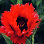 Papaver 'glowig amber'- mak - Papaver 'Glowig Amber'- mak 1